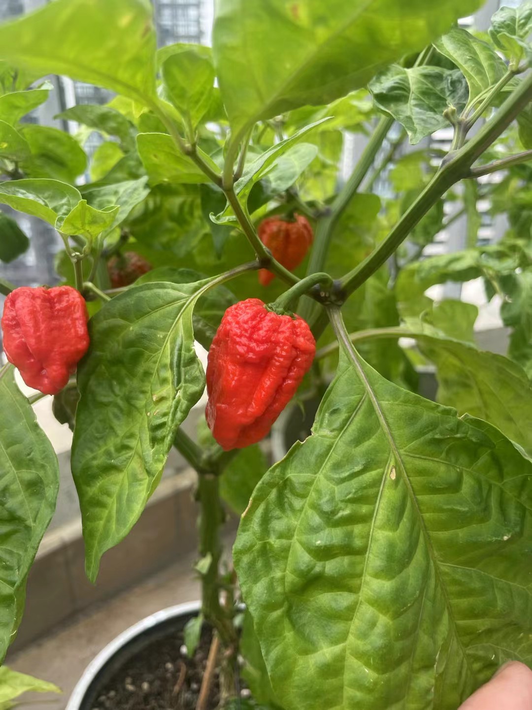 Ghost pepper plant with red Bhut Jolokia peppers growing on vine